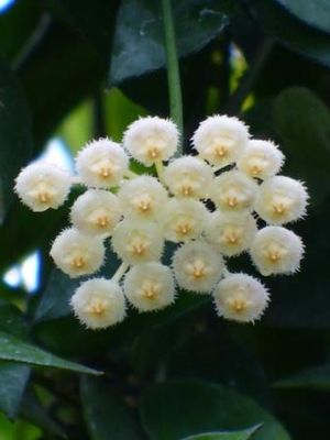 Fragrant Wax Flower, Hoya, Porcelain Flower, Hoya lacunosa